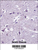 SEC22B Antibody immunohistochemistry analysis in formalin fixed and paraffin embedded human brain tissue followed by peroxidase conjugation of the secondary antibody and DAB staining.