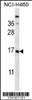 Western blot analysis in NCI-H460 cell line lysates (35ug/lane) .