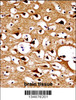 NUMBL Antibody immunohistochemistry analysis in formalin fixed and paraffin embedded human brain tissue followed by peroxidase conjugation of the secondary antibody and DAB staining.