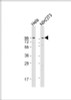 Western Blot at 1:1000-1:2000 dilution Lane 1: Hela whole cell lysate Lane 2: NIH/3T3 whole cell lysate Lysates/proteins at 20 ug per lane.