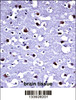 TARBP2 Antibody immunohistochemistry analysis in formalin fixed and paraffin embedded human brain tissue followed by peroxidase conjugation of the secondary antibody and DAB staining.