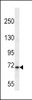 Western blot analysis in K562 cell line lysates (35ug/lane) .