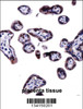 SOCS6 Antibody immunohistochemistry analysis in formalin fixed and paraffin embedded human placenta tissue followed by peroxidase conjugation of the secondary antibody and DAB staining.