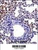 Mouse Hipk4 Antibody immunohistochemistry analysis in formalin fixed and paraffin embedded mouse lung tissue followed by peroxidase conjugation of the secondary antibody and DAB staining.