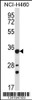 Western blot analysis in NCI-H460 cell line lysates (35ug/lane) .