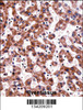 TRAP1 Antibody immunohistochemistry analysis in formalin fixed and paraffin embedded human liver tissue followed by peroxidase conjugation of the secondary antibody and DAB staining.