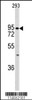 Western blot analysis of anti-DH6 Antibody in 293 cell line lysates (35ug/lane)