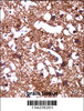 HCN1 Antibody immunohistochemistry analysis in formalin fixed and paraffin embedded human brain tissue followed by peroxidase conjugation of the secondary antibody and DAB staining.