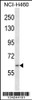 Western blot analysis in NCI-H460 cell line lysates (35ug/lane) .