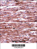 RNF19A Antibody immunohistochemistry analysis in formalin fixed and paraffin embedded human heart tissue followed by peroxidase conjugation of the secondary antibody and DAB staining.