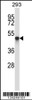 Western blot analysis in 293 cell line lysates (35ug/lane) .