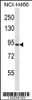 Western blot analysis in NCI-H460 cell line lysates (35ug/lane) .