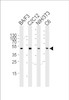 Western blot analysis of lysates from mouse BA/F3, C2C12, NIH/3T3 and rat C6 cell line (from left to right) , using Mouse Mapk3 Antibody at 1:1000 at each lane.