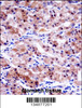 USP43 Antibody immunohistochemistry analysis in formalin fixed and paraffin embedded human stomach tissue followed by peroxidase conjugation of the secondary antibody and DAB staining.