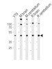 Western blot analysis in Y79 cell line, mouse brain, cerebellum and rat brain, cerebellum tissue lysates (35ug/lane) .