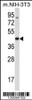 Western blot analysis in mouse NIH-3T3 cell line lysates (35ug/lane) .