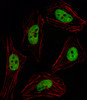 Fluorescent image of Hela cell stained with PITX2 Antibody .Hela cells were fixed with 4% PFA (20 min) , permeabilized with Triton X-100 (0.1%, 10 min) , then incubated with PITX2 primary antibody (1:25) . For secondary antibody, Alexa Fluor 488 conjugated donkey anti-rabbit antibody (green) was used (1:400) .Cytoplasmic actin was counterstained with Alexa Fluor 555 (red) conjugated Phalloidin (7units/ml) .PITX2 immunoreactivity is localized to Nucleus significantly.