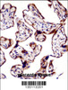 TEAD3 Antibody immunohistochemistry analysis in formalin fixed and paraffin embedded human placenta tissue followed by peroxidase conjugation of the secondary antibody and DAB staining.