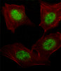 Fluorescent image of A549 cell stained with hARNT-V528.A549 cells were fixed with 4% PFA (20 min) , permeabilized with Triton X-100 (0.1%, 10 min) , then incubated with hARNT primary antibody (1:25) . For secondary antibody, Alexa Fluor 488 conjugated donkey anti-rabbit antibody (green) was used (1:400) .Cytoplasmic actin was counterstained with Alexa Fluor 555 (red) conjugated Phalloidin (7units/ml) .hARNT immunoreactivity is localized to Nucleus significantly.