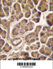 PIPPIN Antibody immunohistochemistry analysis in formalin fixed and paraffin embedded human pancreas tissue followed by peroxidase conjugation of the secondary antibody and DAB staining.