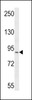 Western blot analysis in CEM cell line lysates (35ug/lane) .