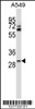 Western blot analysis in A549 cell line lysates (35ug/lane) .