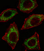 Fluorescent confocal image of A549 cell stained with ALDH2 Antibody (N-term) .A549 cells were fixed with 4% PFA (20 min) , permeabilized with Triton X-100 (0.1%, 10 min) , then incubated with ALDH2 primary antibody (1:25) . For secondary antibody, Alexa Fluor 488 conjugated donkey anti-rabbit antibody (green) was used (1:400) .Cytoplasmic actin was counterstained with Alexa Fluor 555 (red) conjugated Phalloidin (7units/ml) . Nuclei were counterstained with DAPI (blue) (10 ug/ml, 10 min) .ALDH2 immunoreactivity is localized to Mitochondrion significantly.