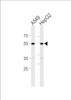 Western blot analysis in A549, HepG2 cell line lysates (35ug/lane) .