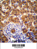 Mouse Nrbp2 Antibody immunohistochemistry analysis in formalin fixed and paraffin embedded human liver tissue followed by peroxidase conjugation of the secondary antibody and DAB staining.This data demonstrates the use of Mouse Nrbp2 Antibody ) for immunohistochemistry.