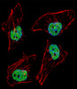 Fluorescent confocal image of Hela cell stained with NFYB Antibody (N-term) . Hela cells were fixed with 4% PFA (20 min) , permeabilized with Triton X-100 (0.1%, 10 min) , then incubated with NFYB primary antibody (1:25) . For secondary antibody, Alexa Fluor 488 conjugated donkey anti-rabbit antibody (green) was used (1:400) .Cytoplasmic actin was counterstained with Alexa Fluor 555 (red) conjugated Phalloidin (7units/ml) . Nuclei were counterstained with DAPI (blue) (10 ug/ml, 10 min) . NFYB immunoreactivity is localized to nucleus significantly.