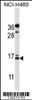 Western blot analysis in NCI-H460 cell line lysates (35ug/lane) .