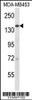 Western blot analysis in MDA-MB453 cell line lysates (35ug/lane) .