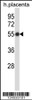 Western blot analysis in human placenta tissue lysates (35ug/lane) .