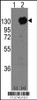 Western blot analysis of CDH15 using rabbit polyclonal CDH15 Antibody using 293 cell lysates (2 ug/lane) either nontransfected (Lane 1) or transiently transfected with the CDH15 gene (Lane 2) .