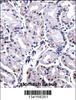 FOXP4 Antibody immunohistochemistry analysis in formalin fixed and paraffin embedded human stomach tissue followed by peroxidase conjugation of the secondary antibody and DAB staining.