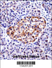 TAC3 Antibody immunohistochemistry analysis in formalin fixed and paraffin embedded human pancreas tissue followed by peroxidase conjugation of the secondary antibody and DAB staining.