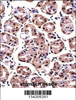 MAGOH Antibody immunohistochemistry analysis in formalin fixed and paraffin embedded human stomach tissue followed by peroxidase conjugation of the secondary antibody and DAB staining.