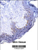 HOXC4 Antibody immunohistochemistry analysis in formalin fixed and paraffin embedded human skin tissue followed by peroxidase conjugation of the secondary antibody and DAB staining.