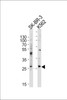Western blot analysis of lysates from SK-BR-3, K562 cell line (from left to right) , using FRAT1 Antibody at 1:1000 at each lane.