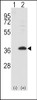 Western blot analysis of FRAT1 using rabbit polyclonal FRAT1 Antibody.293 cell lysates (2 ug/lane) either nontransfected (Lane 1) or transiently transfected with the FRAT1 gene (Lane 2) .