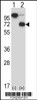 Western blot analysis of ARIH2 using rabbit polyclonal ARIH2 Antibody using 293 cell lysates (2 ug/lane) either nontransfected (Lane 1) or transiently transfected (Lane 2) with the ARIH2 gene.