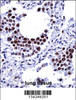 ARIH2 Antibody immunohistochemistry analysis in formalin fixed and paraffin embedded human lung tissue followed by peroxidase conjugation of the secondary antibody and DAB staining.
