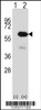 Western blot analysis of METAP2 using rabbit polyclonal METAP2 Antibody using 293 cell lysates (2 ug/lane) either nontransfected (Lane 1) or transiently transfected (Lane 2) with the METAP2 gene.