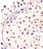 Antibody staining DPPA4 in human testis tissue sections by Immunohistochemistry (IHC-P - paraformaldehyde-fixed, paraffin-embedded sections) .