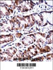 PPEF2 Antibody immunohistochemistry analysis in formalin fixed and paraffin embedded human stomach tissue followed by peroxidase conjugation of the secondary antibody and DAB staining.