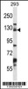 Western blot analysis in 293 cell line lysates (35ug/lane) .