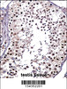 PTPRE Antibody immunohistochemistry analysis in formalin fixed and paraffin embedded human testis tissue followed by peroxidase conjugation of the secondary antibody and DAB staining.