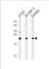 Western blot analysis in HT29, SK-BR-3, SW480 cell line lysates (35ug/lane) .