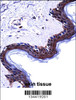 DSG1 Antibody immunohistochemistry analysis in formalin fixed and paraffin embedded human skin tissue followed by peroxidase conjugation of the secondary antibody and DAB staining.