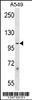 Western blot analysis in A549 cell line lysates (35ug/lane) .